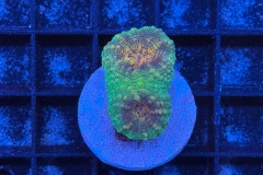 Lobophyllia