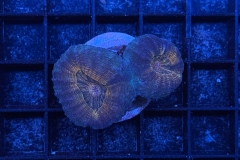 Lobophyllia