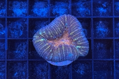 Lobophyllia