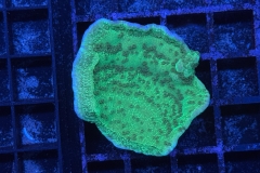 Montipora