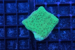Montipora