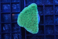 Montipora