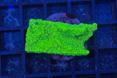 Montipora