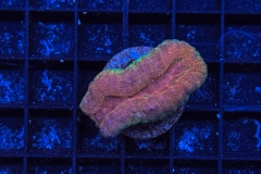Symphyllia