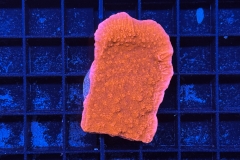 Montipora