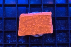 Montipora