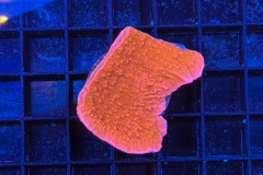 Montipora