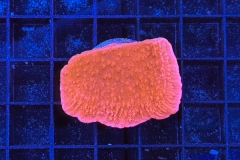 Montipora