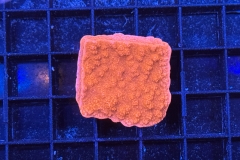 Montipora