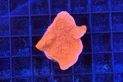 Montipora
