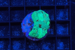 Goniastrea