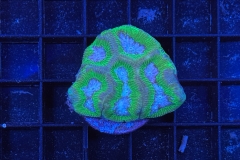 Goniastrea