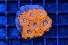 Acanthastrea lordhowensis