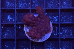 Acropora
