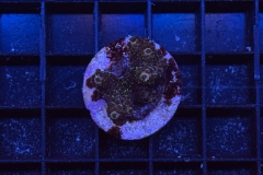 Acropora