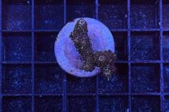 Acropora