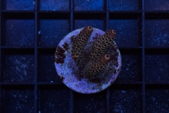 Acropora