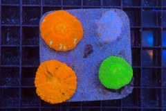Scolymia 3er Mix Packet 