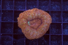 Acanthastrea bowerbanki