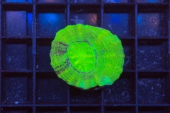 Scolymia australis