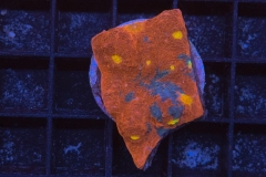 Scolymia australis