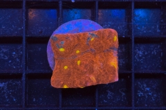 Scolymia australis