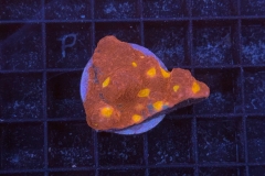 Scolymia australis