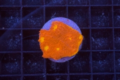 Scolymia australis