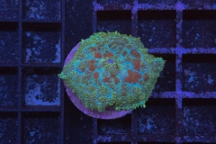 Rhodactis Multicolor