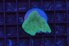 Montipora