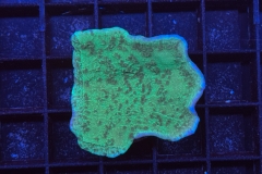 Montipora