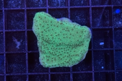 Montipora