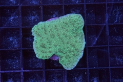 Montipora