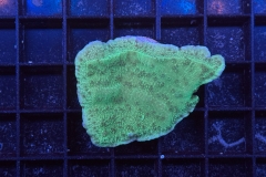 Montipora