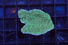 Montipora