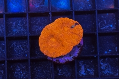 Acanthastrea bowerbanki