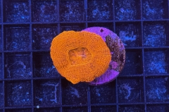 Acanthastrea bowerbanki