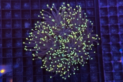 Euphyllia glabrescens
