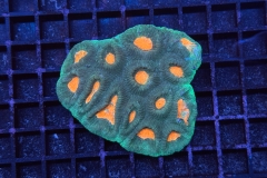 Goniastrea