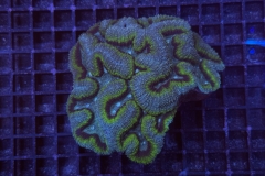 Symphyllia