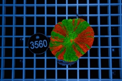 Scolymia australis