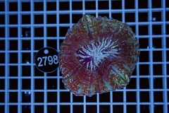 Cynarina lacrymalis