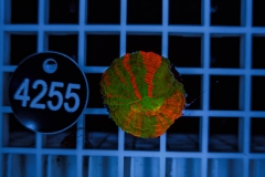 Scolymia