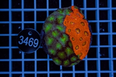 Acanthastrea echinata