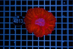 Cynarina lacrymalis
