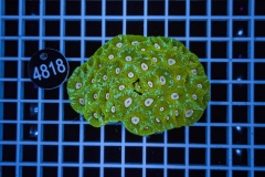 Goniastrea