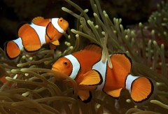 Amphiprion ocellaris