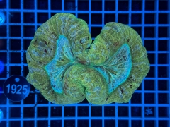 Trachyphyllia geoffroyi