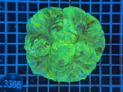 Trachyphyllia geoffroyi