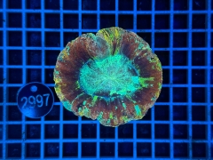 Trachyphyllia geoffroyi